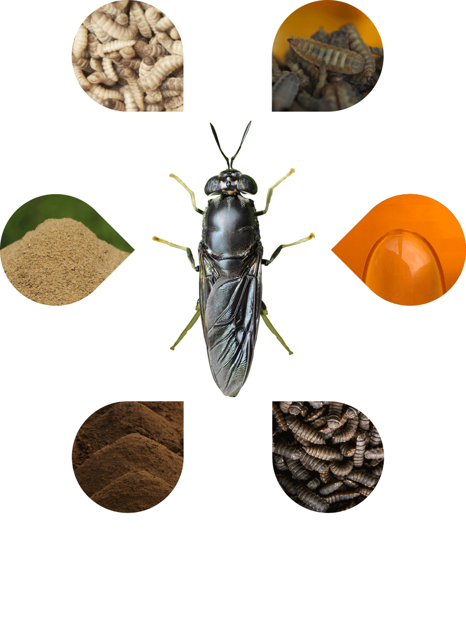 Black soldier fly process